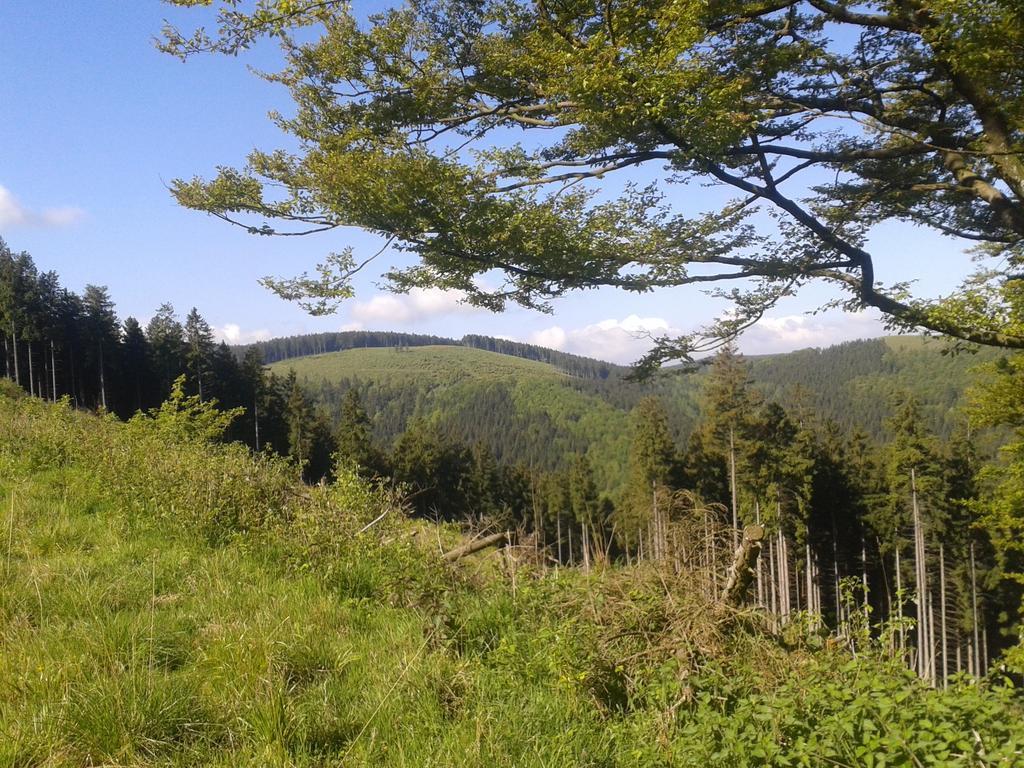 Pension Haus Waldfrieden, Meinecardplus Inklusive Willingen  Dış mekan fotoğraf