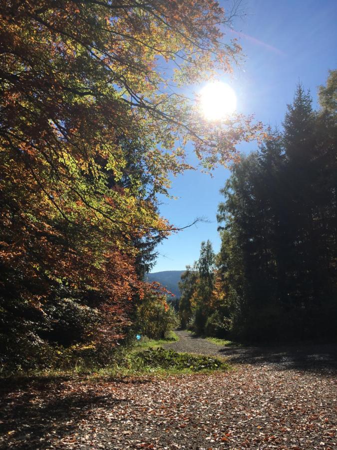 Pension Haus Waldfrieden, Meinecardplus Inklusive Willingen  Dış mekan fotoğraf